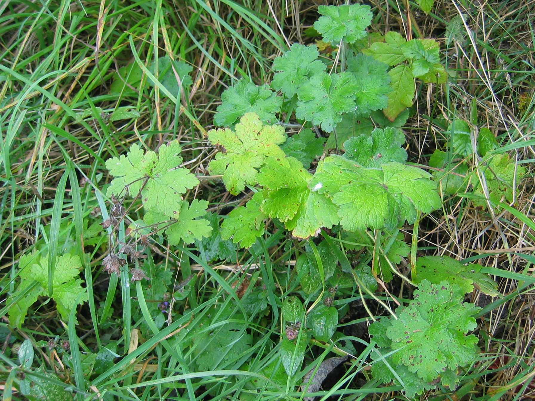 Meadow Cranesbill