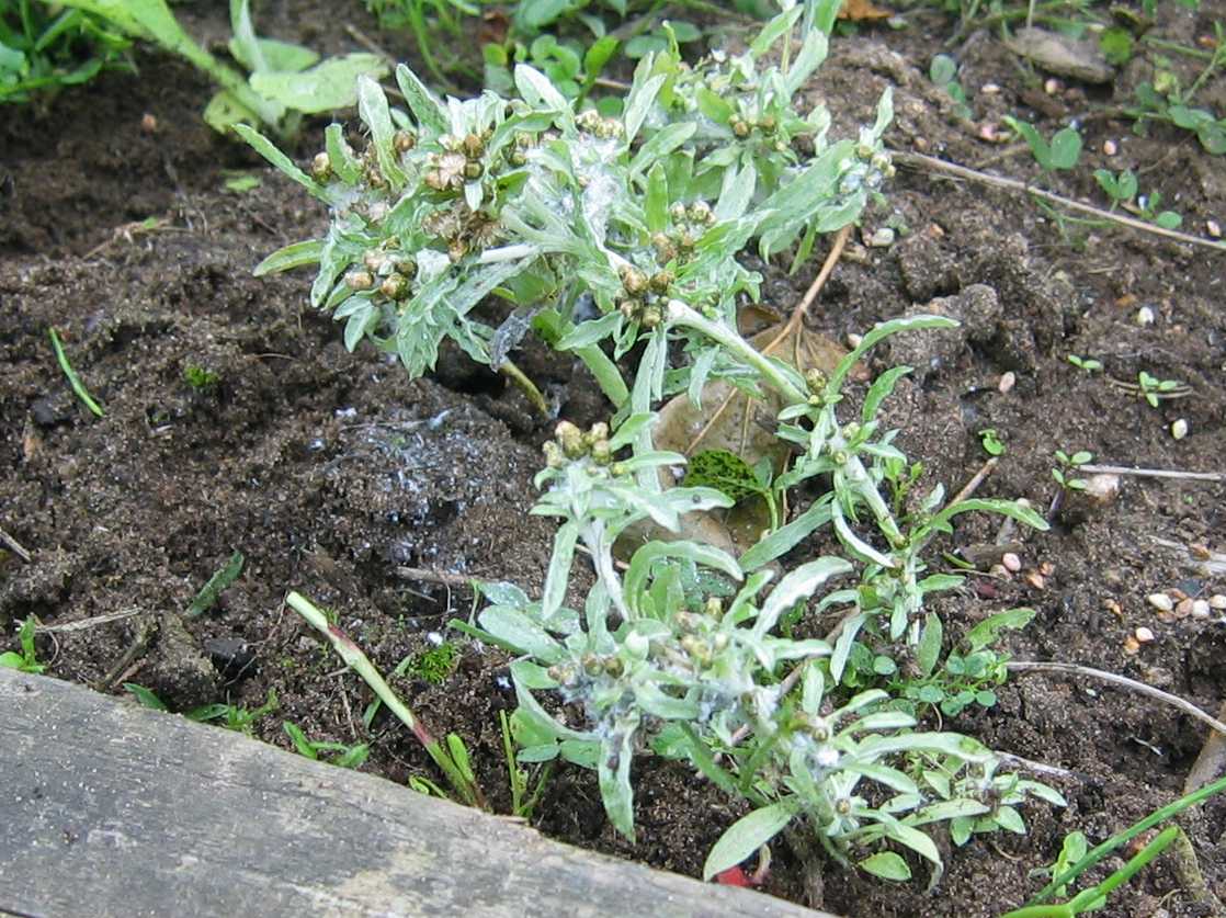 Marsh Cudweed