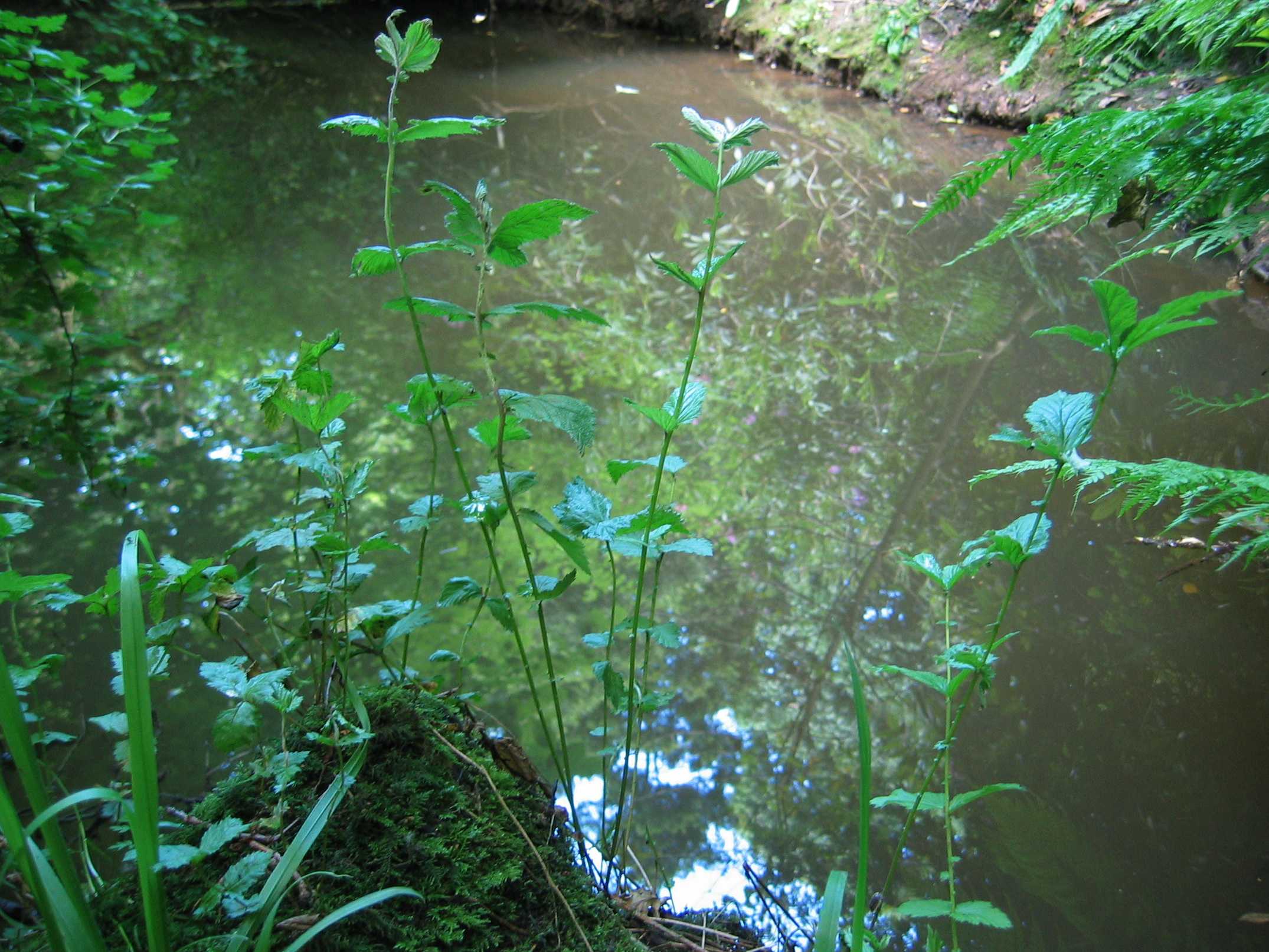 Meadowsweet (leaves only)