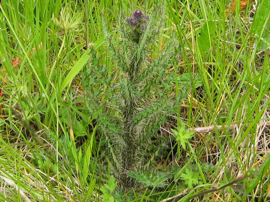 Marsh Thistle