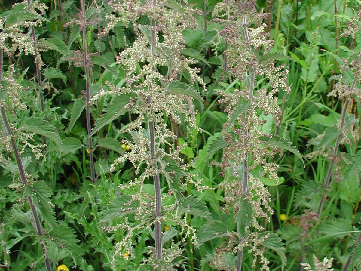 Nettle
