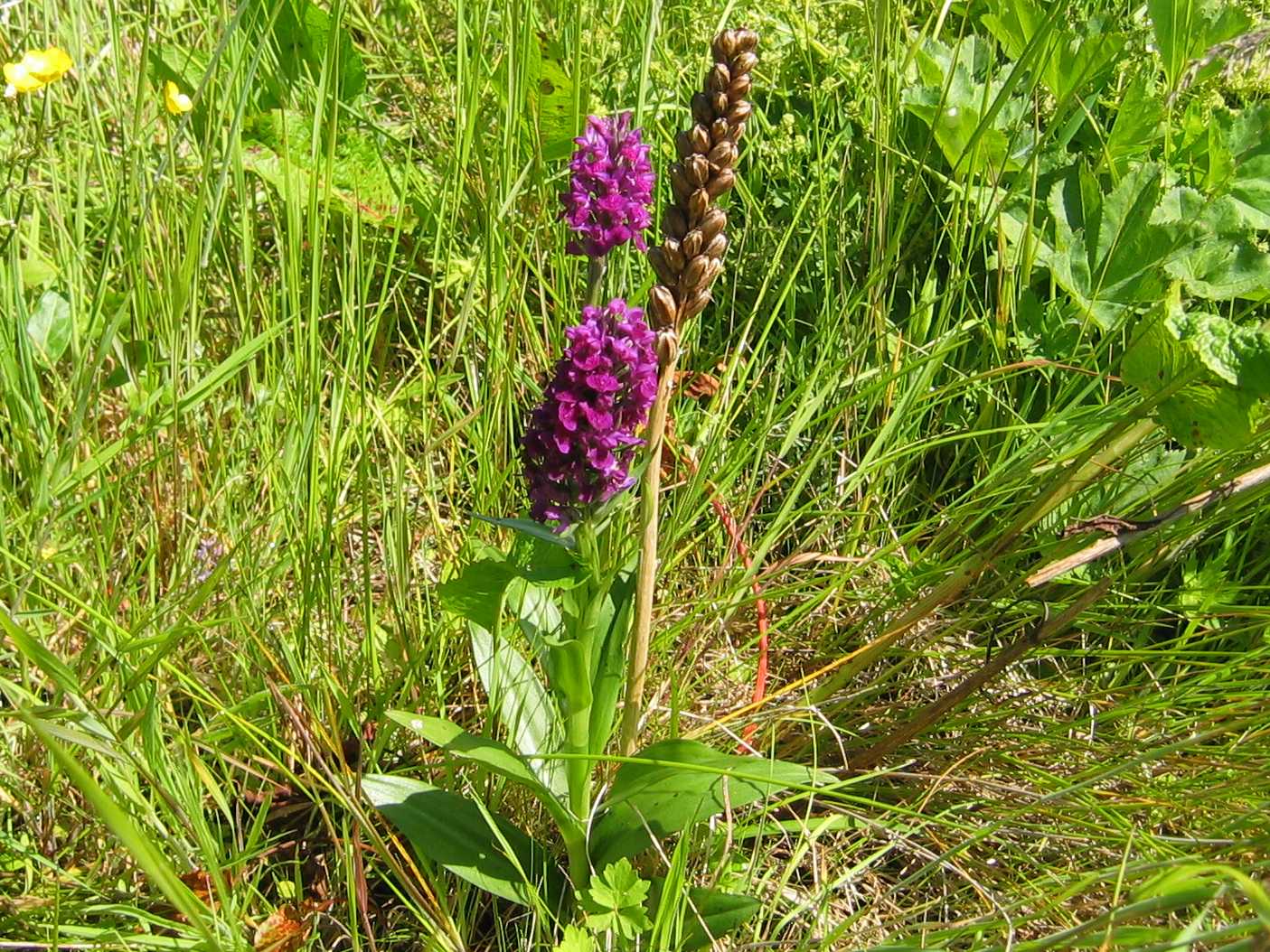Northern Marsh Orchid