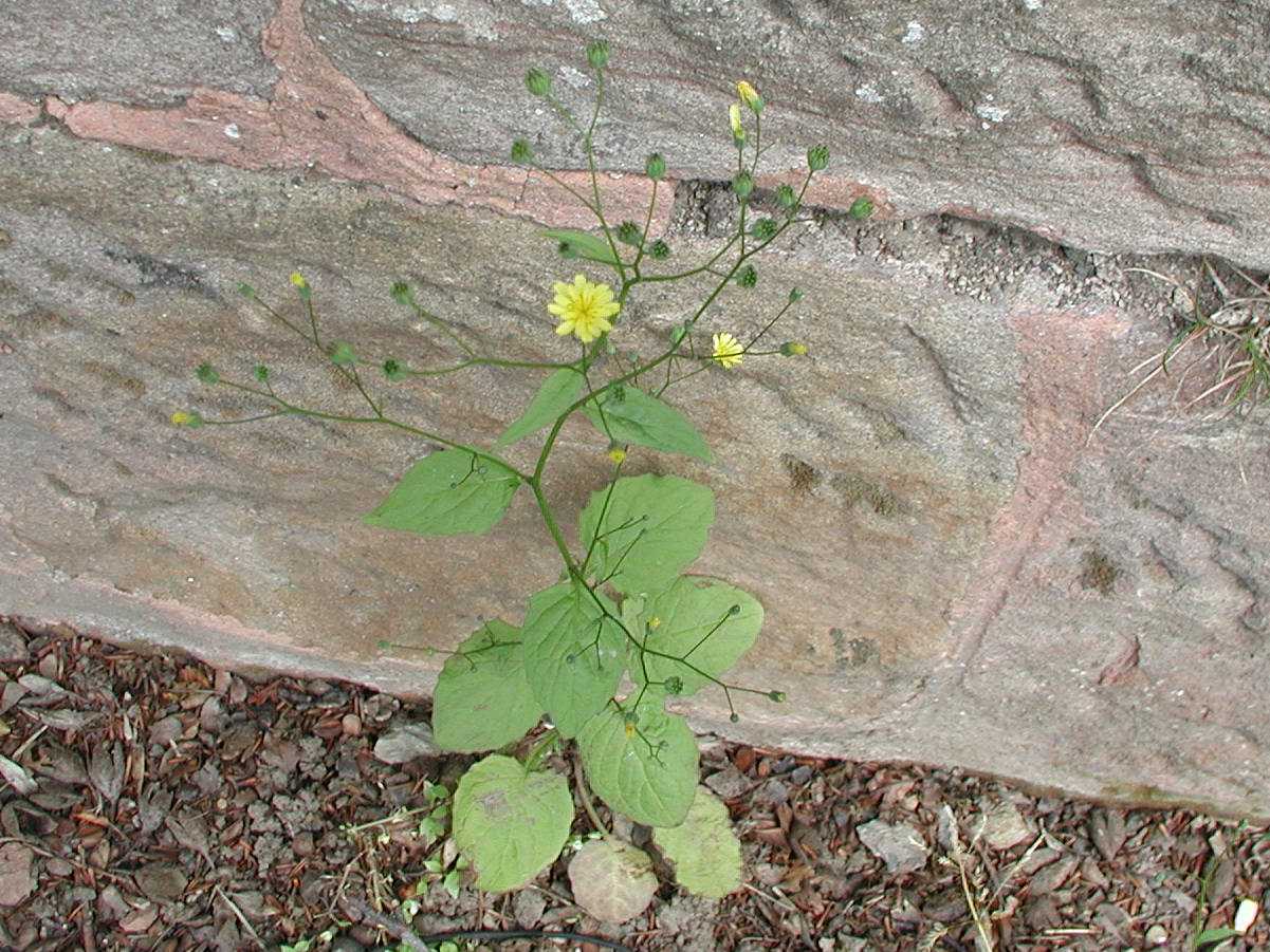 Nipplewort