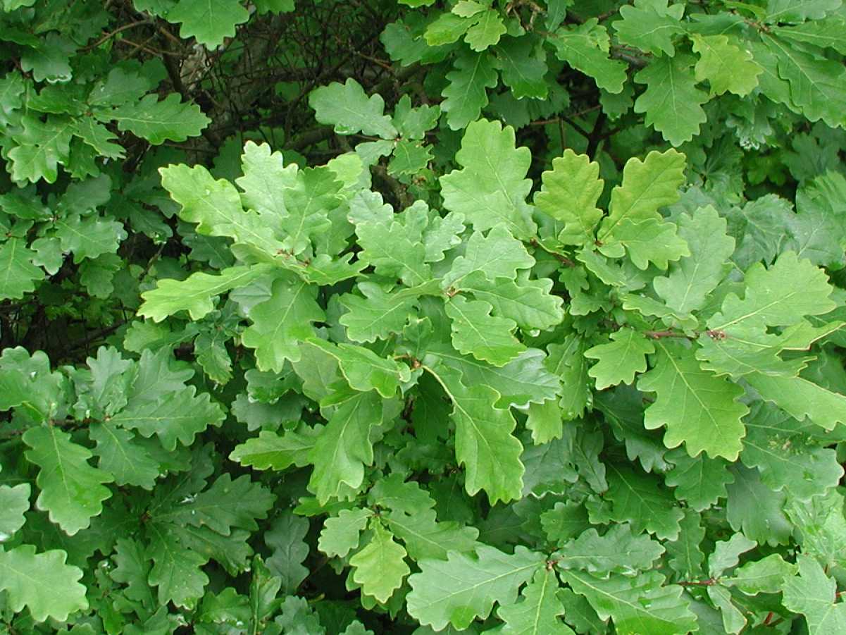 Pedunculate Oak