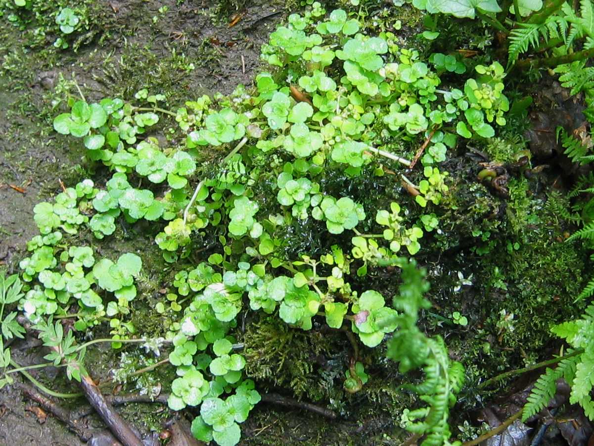 Opposite-leaved Golden Saxifrage