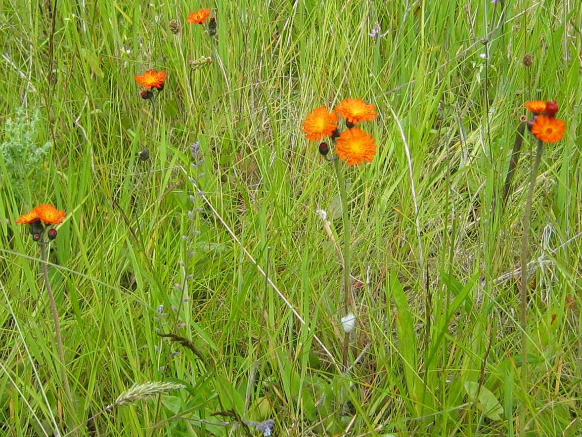 Orange Hawkweed