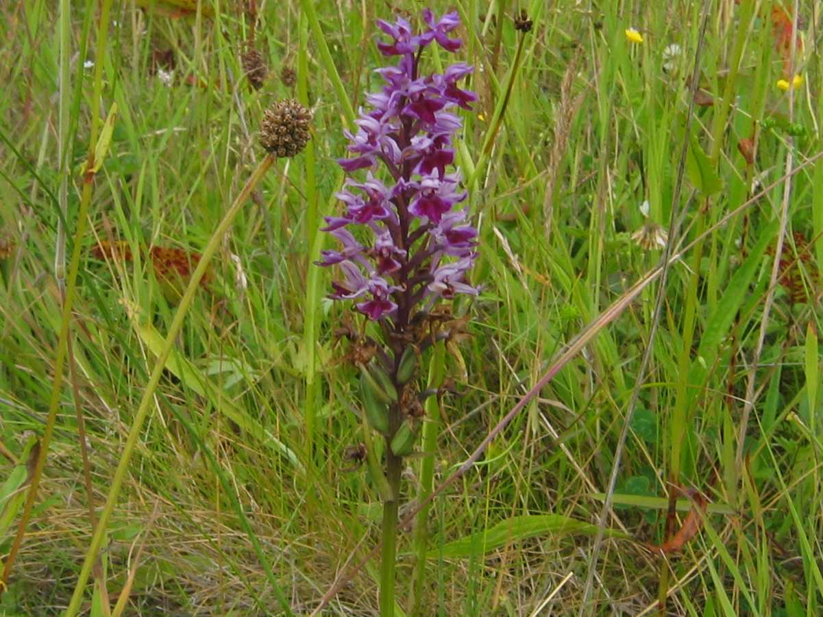 Hybrid Orchid
