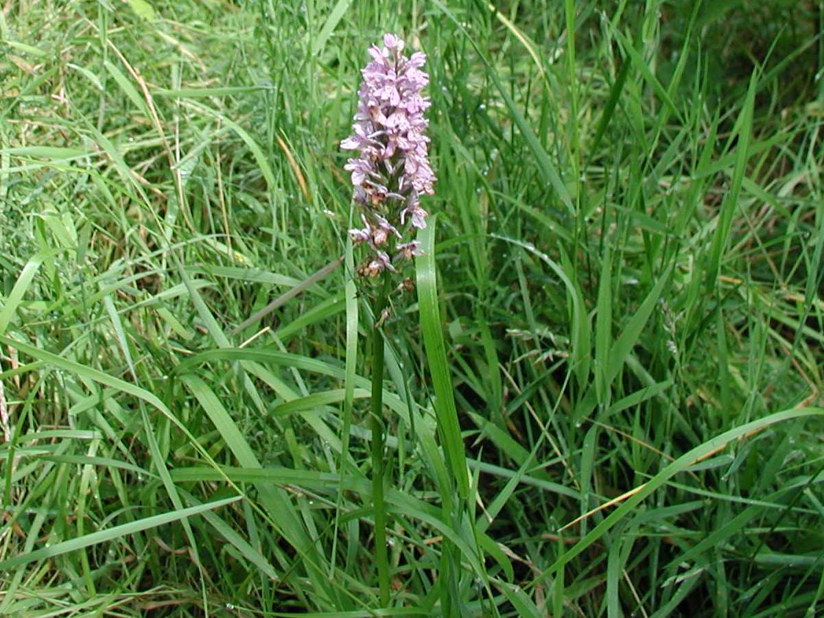 Common Spotted Orchid
