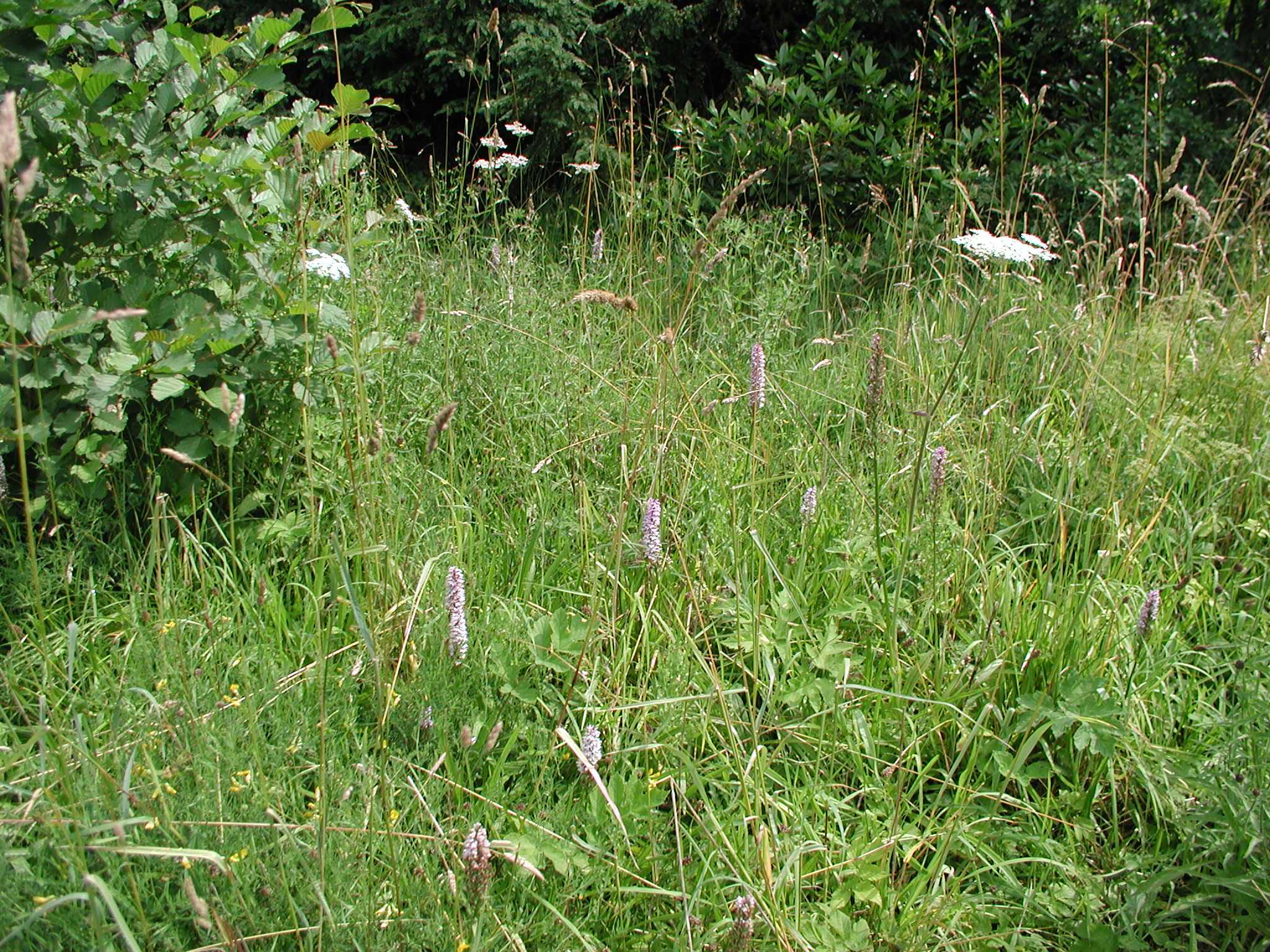 Spot the orchids