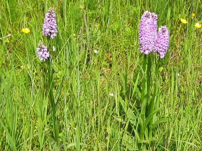 Just look at those Orchids !