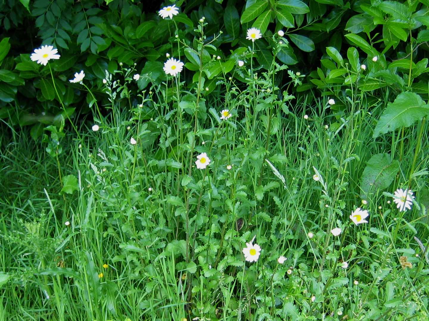 Ox-eye Daisy