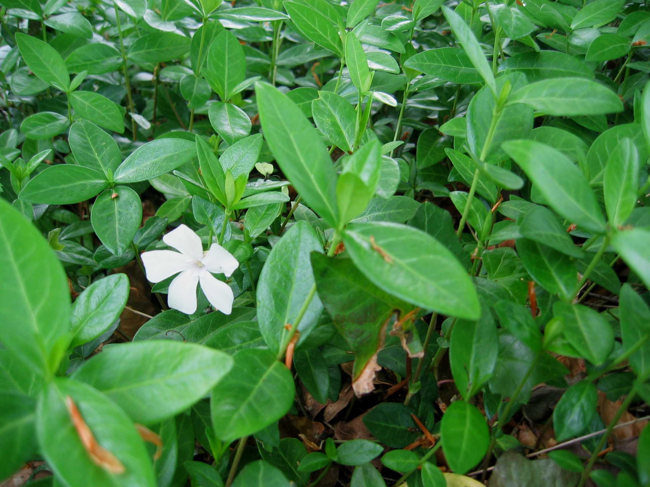 Lesser Periwinkle