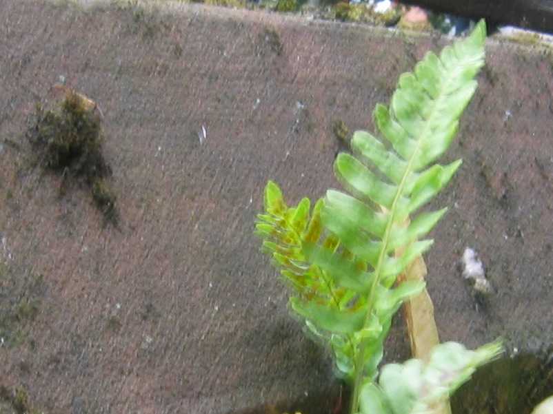 Common Polypody
