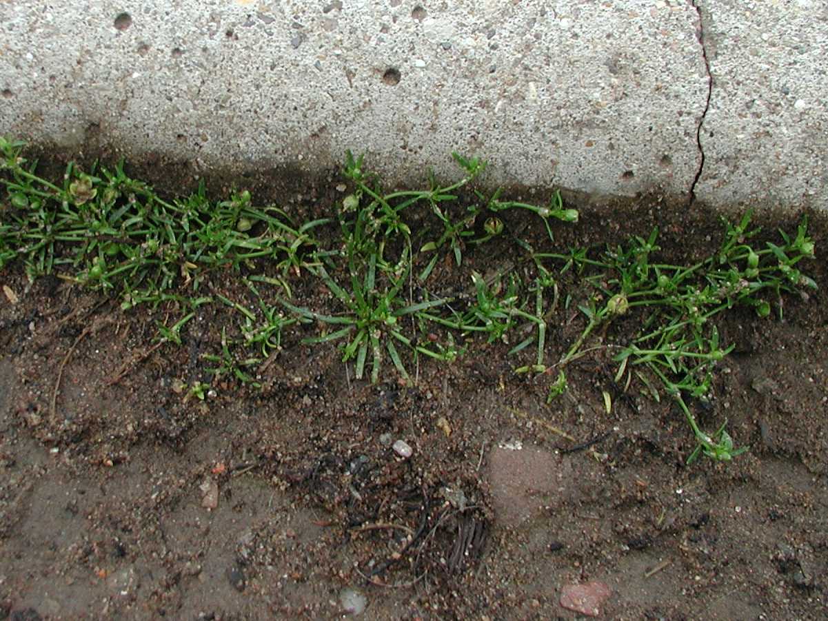 Procumbent Pearlwort
