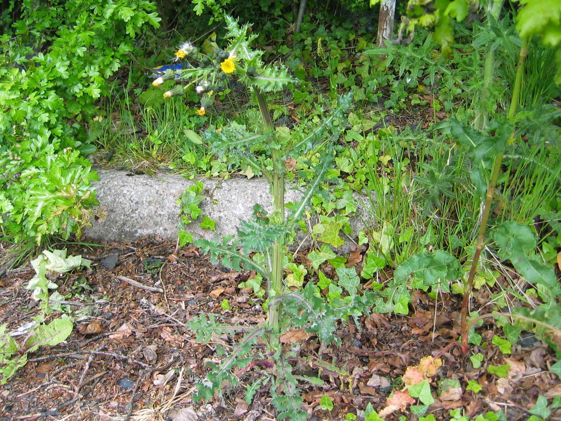 Prickly Sow-Thistle