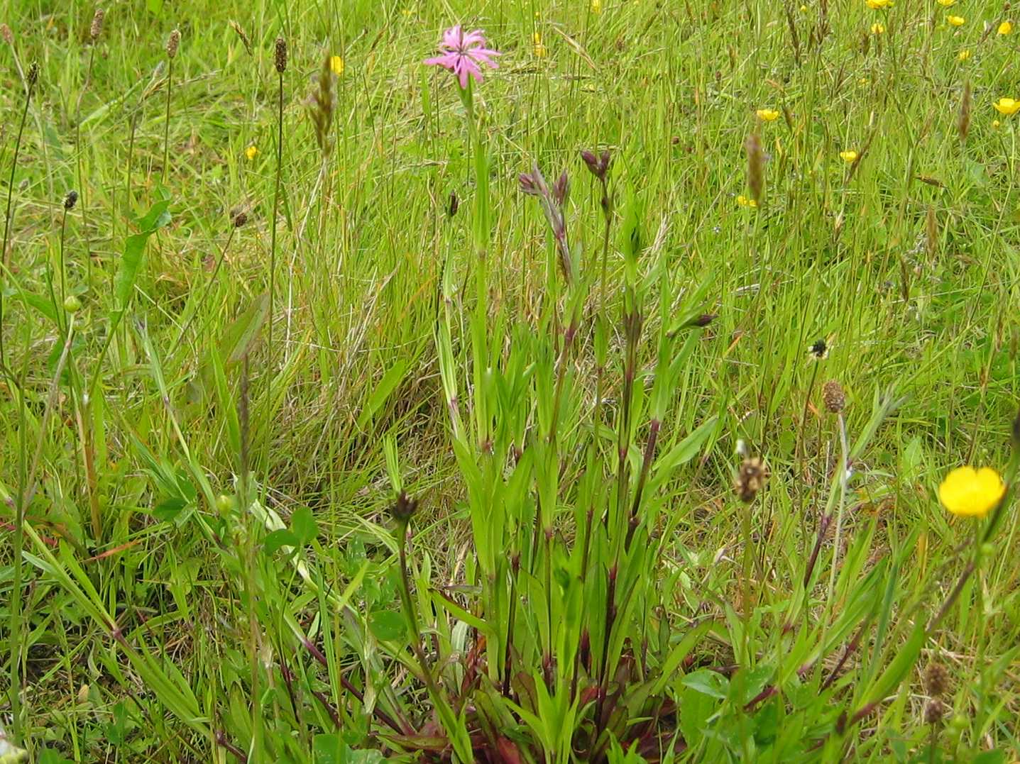 Ragged Robin