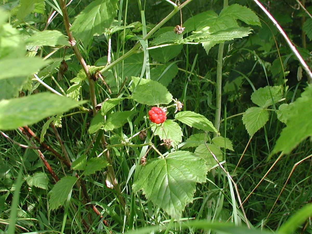 Raspberry