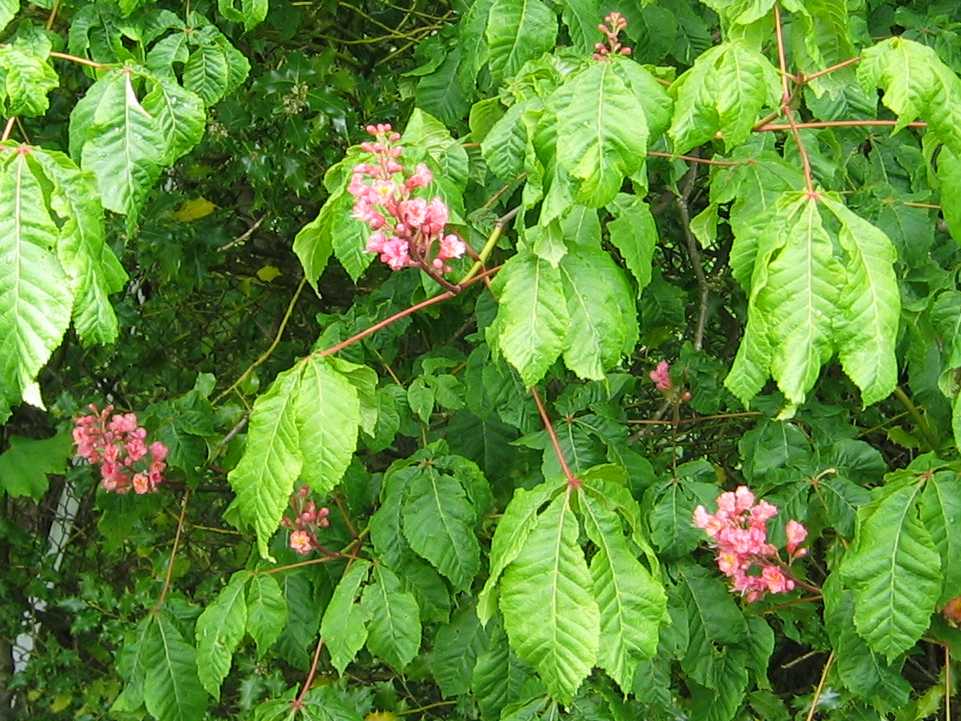 Red Horse Chestnut