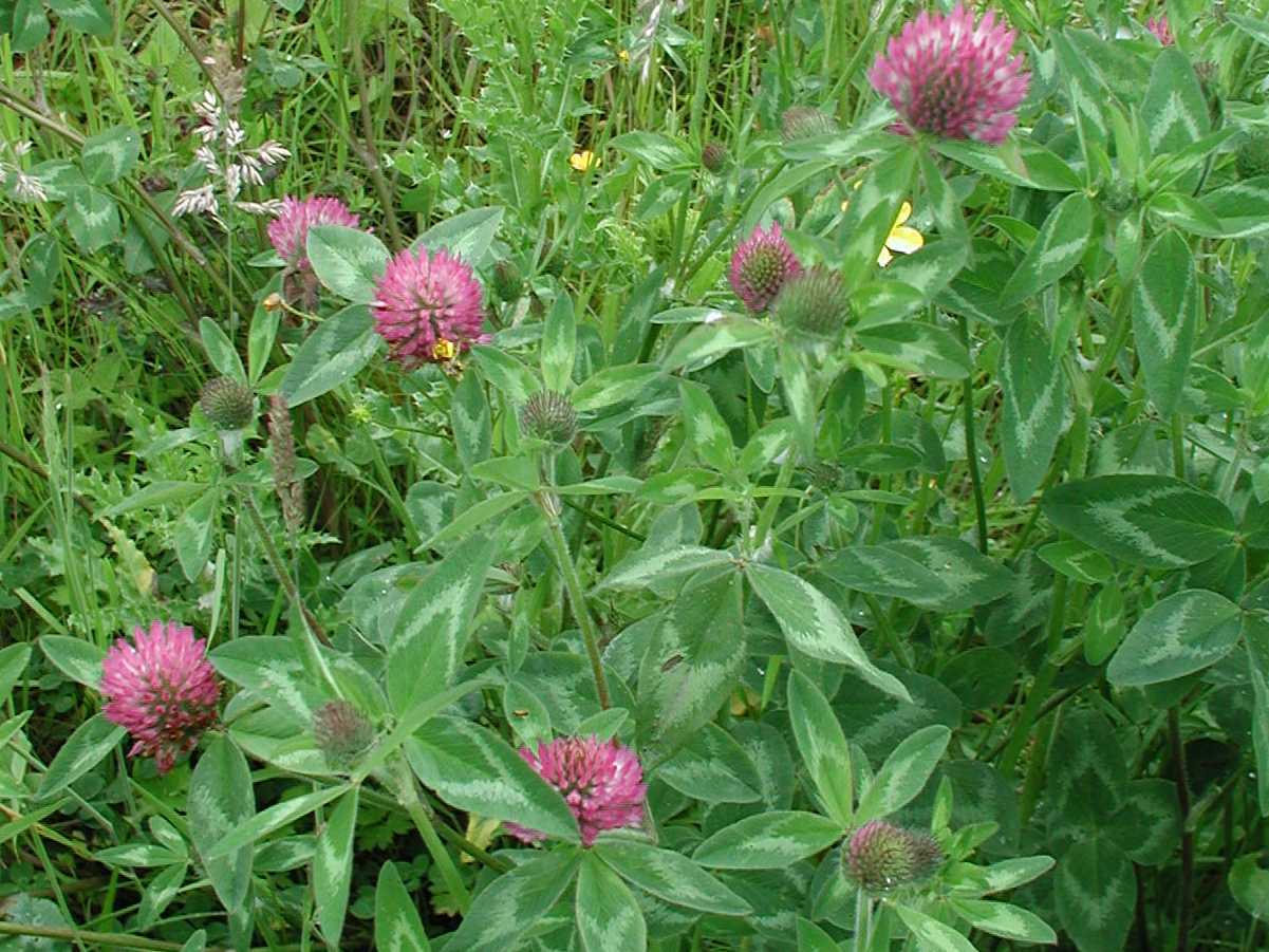 Red Clover