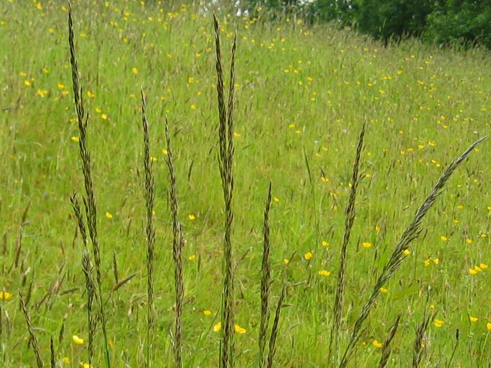 Red Fescue