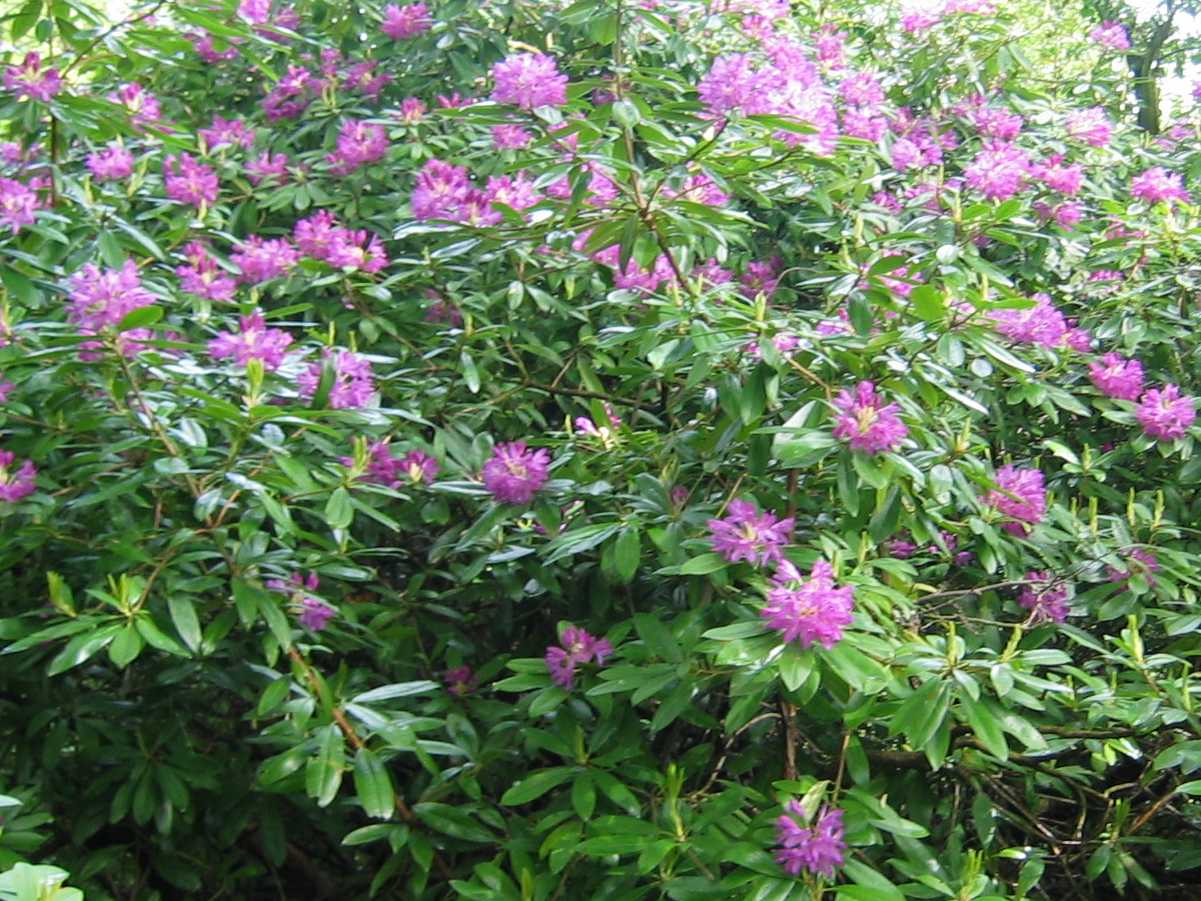 Rhododendron
