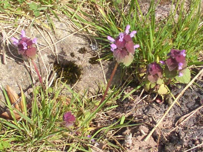 Red Dead-Nettle
