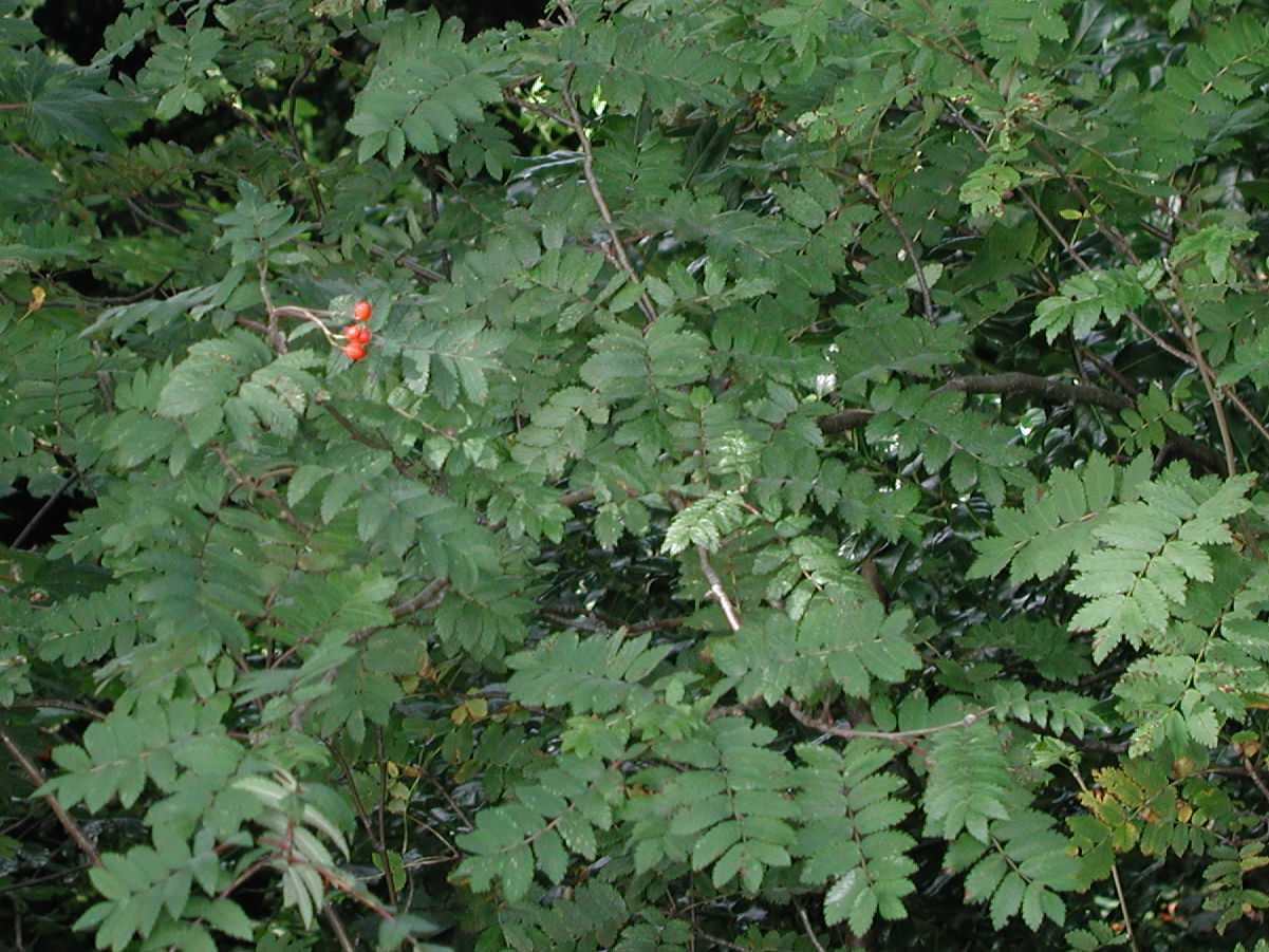 Rowan