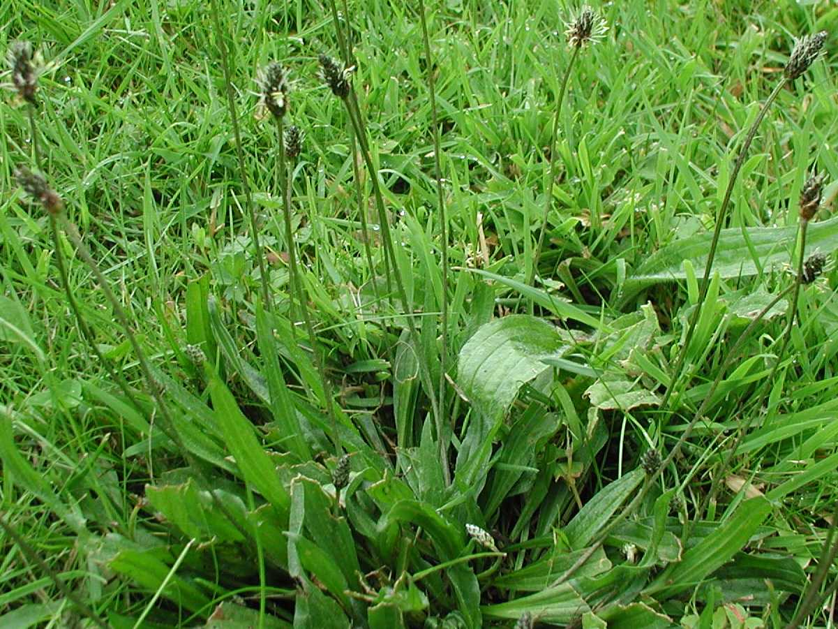 Ribwort Plantain