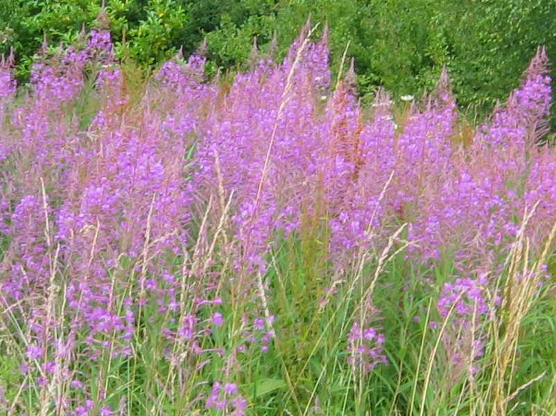 Rosebay Willowherb