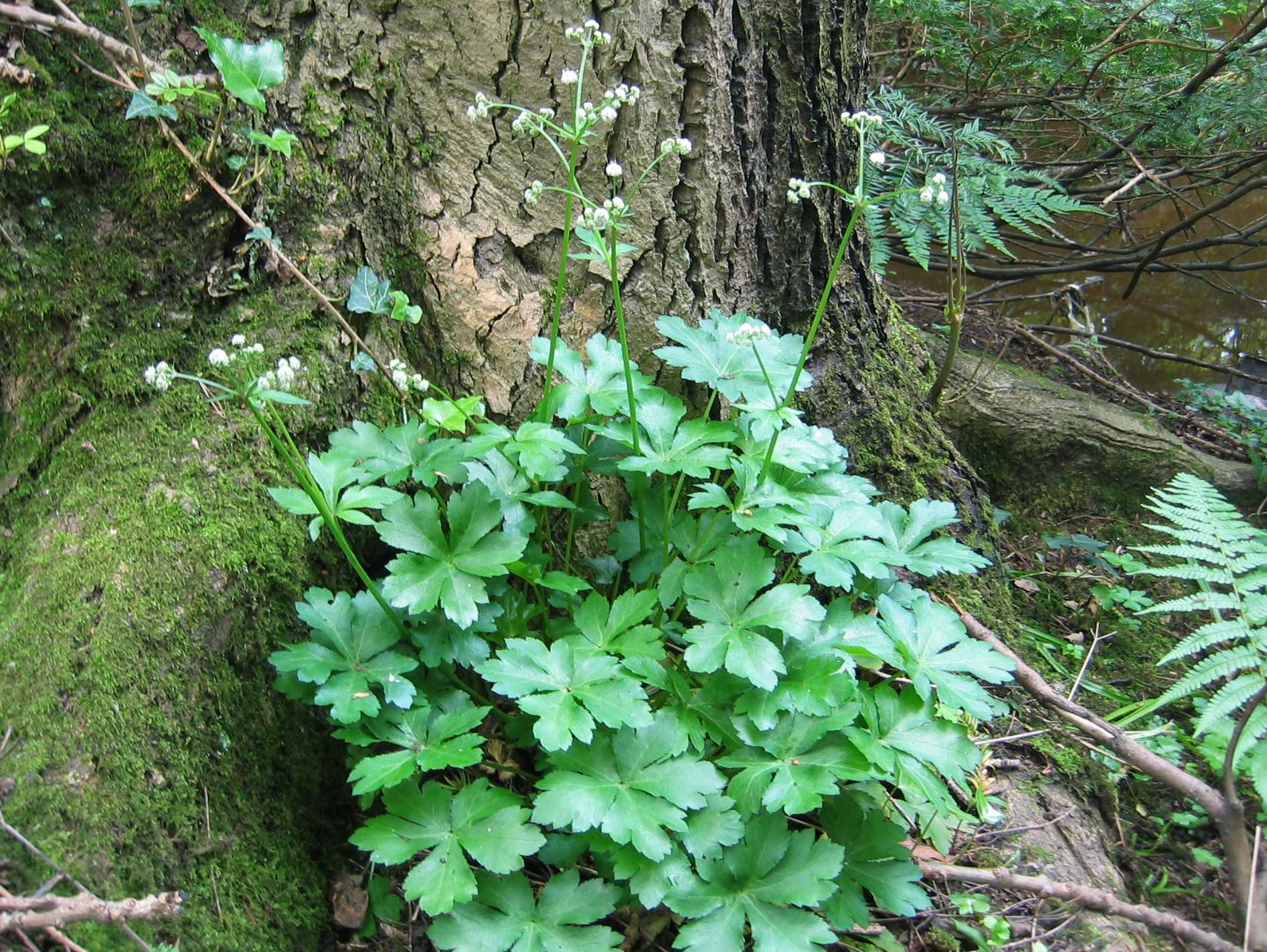Sanicle