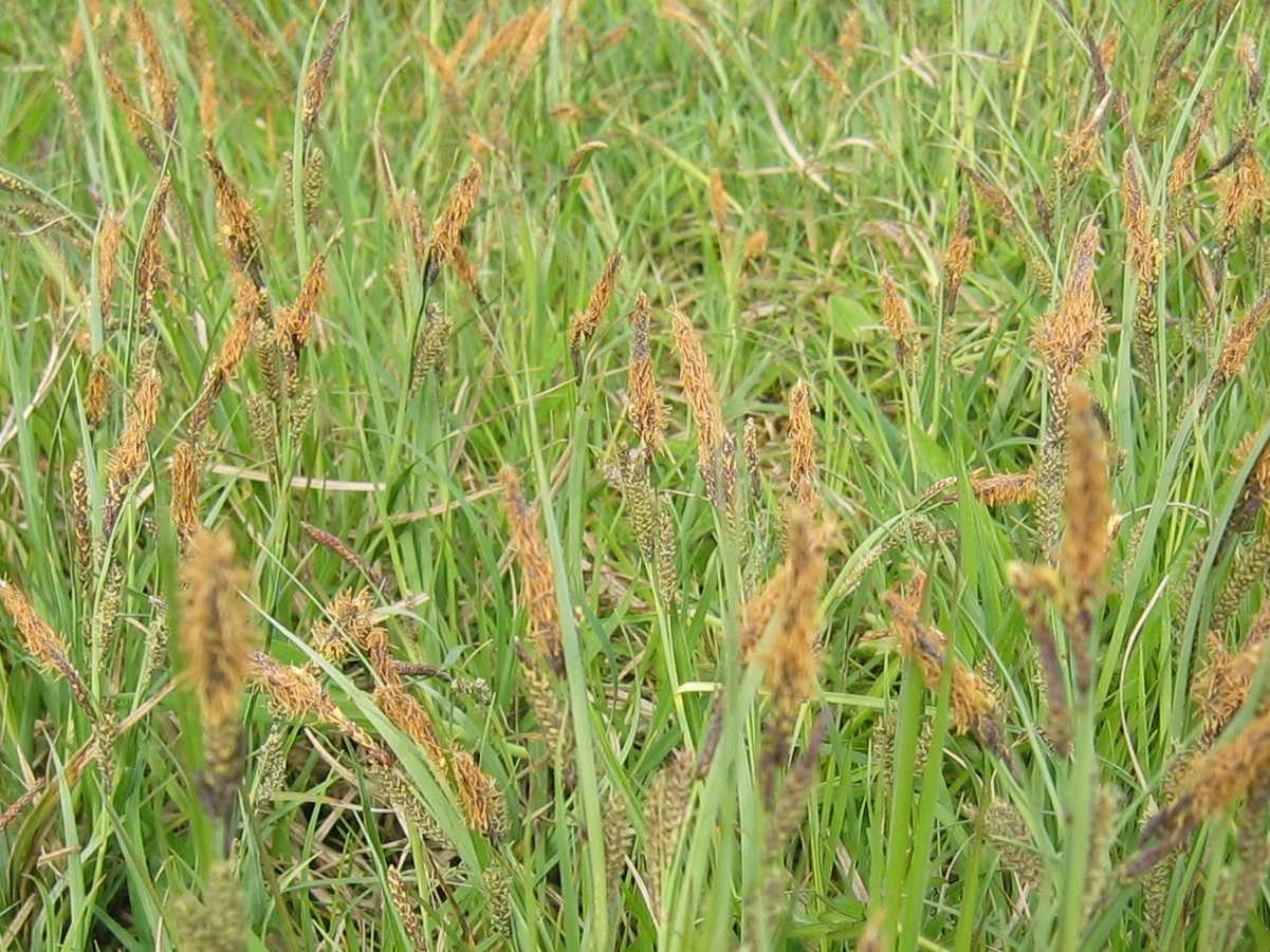 Glaucous Sedge