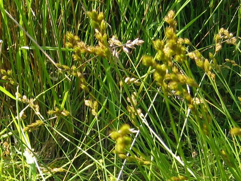 Oval Sedge