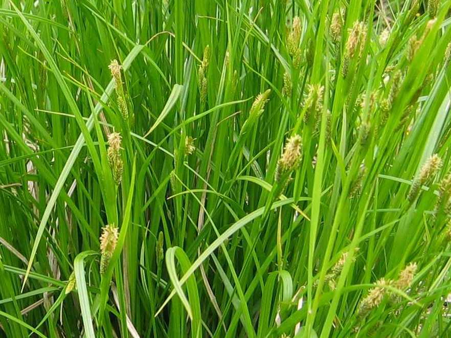 Pale Sedge