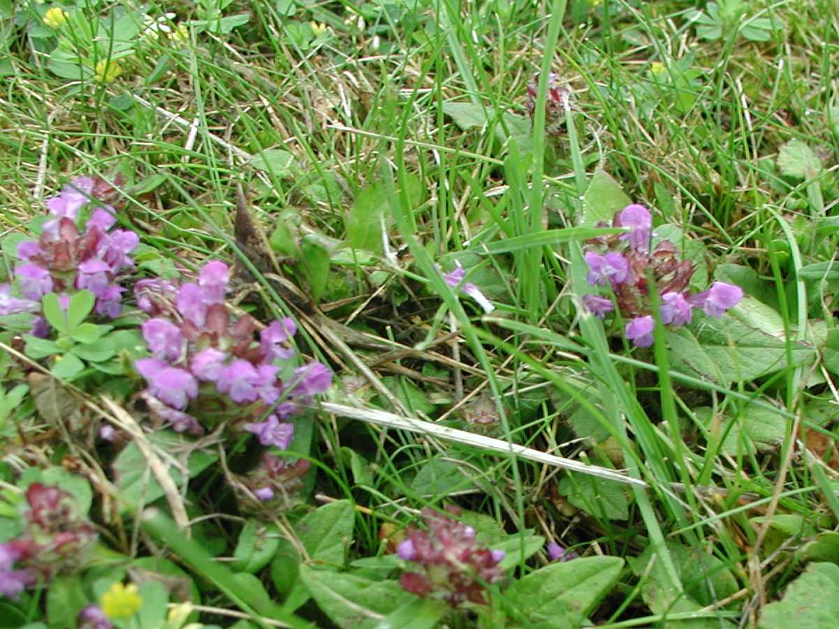 Self-Heal