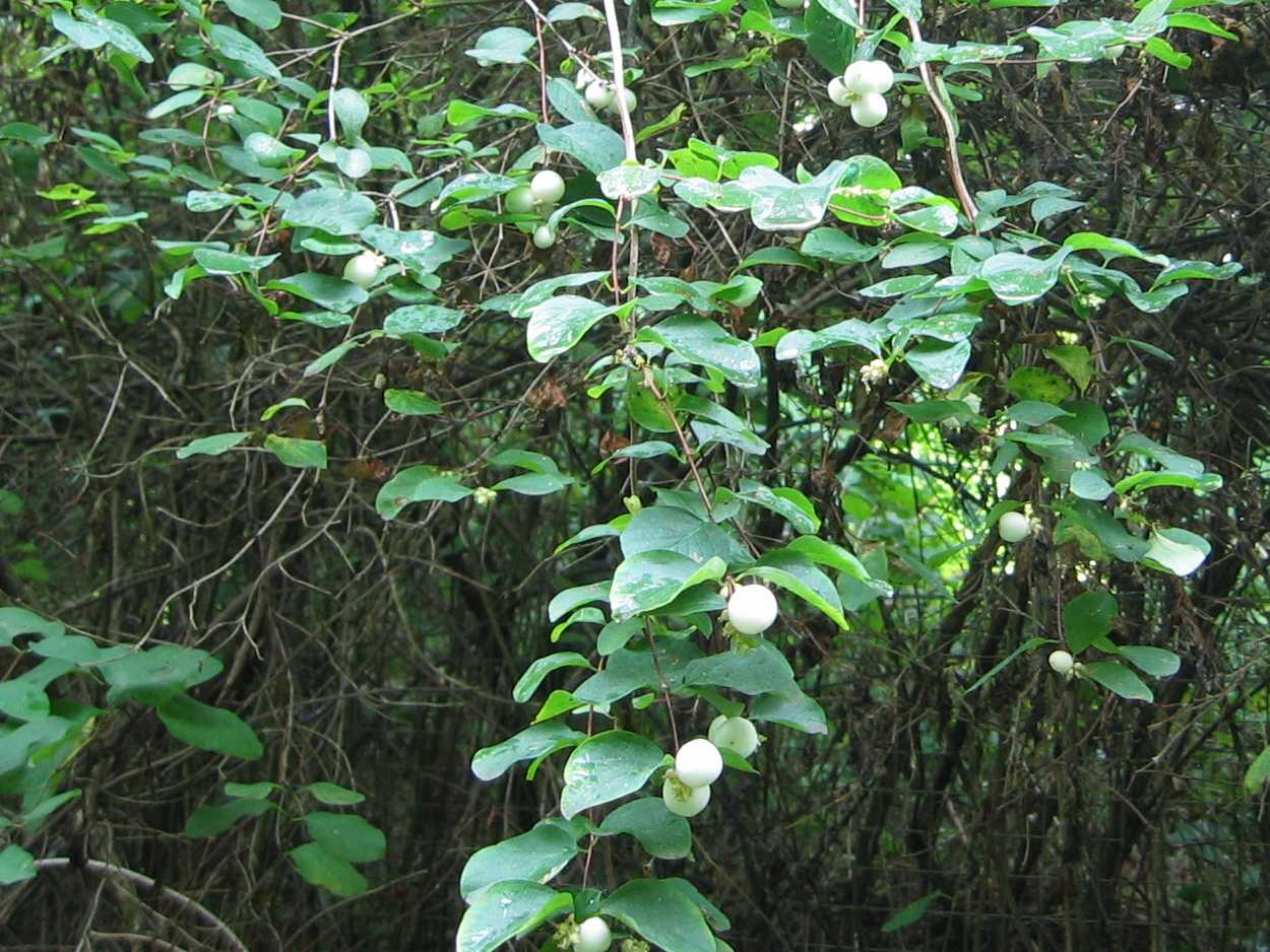 Snowberry