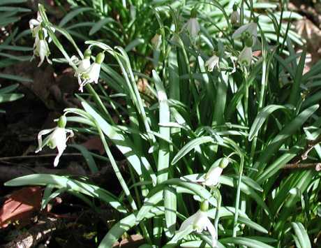 Snowdrop