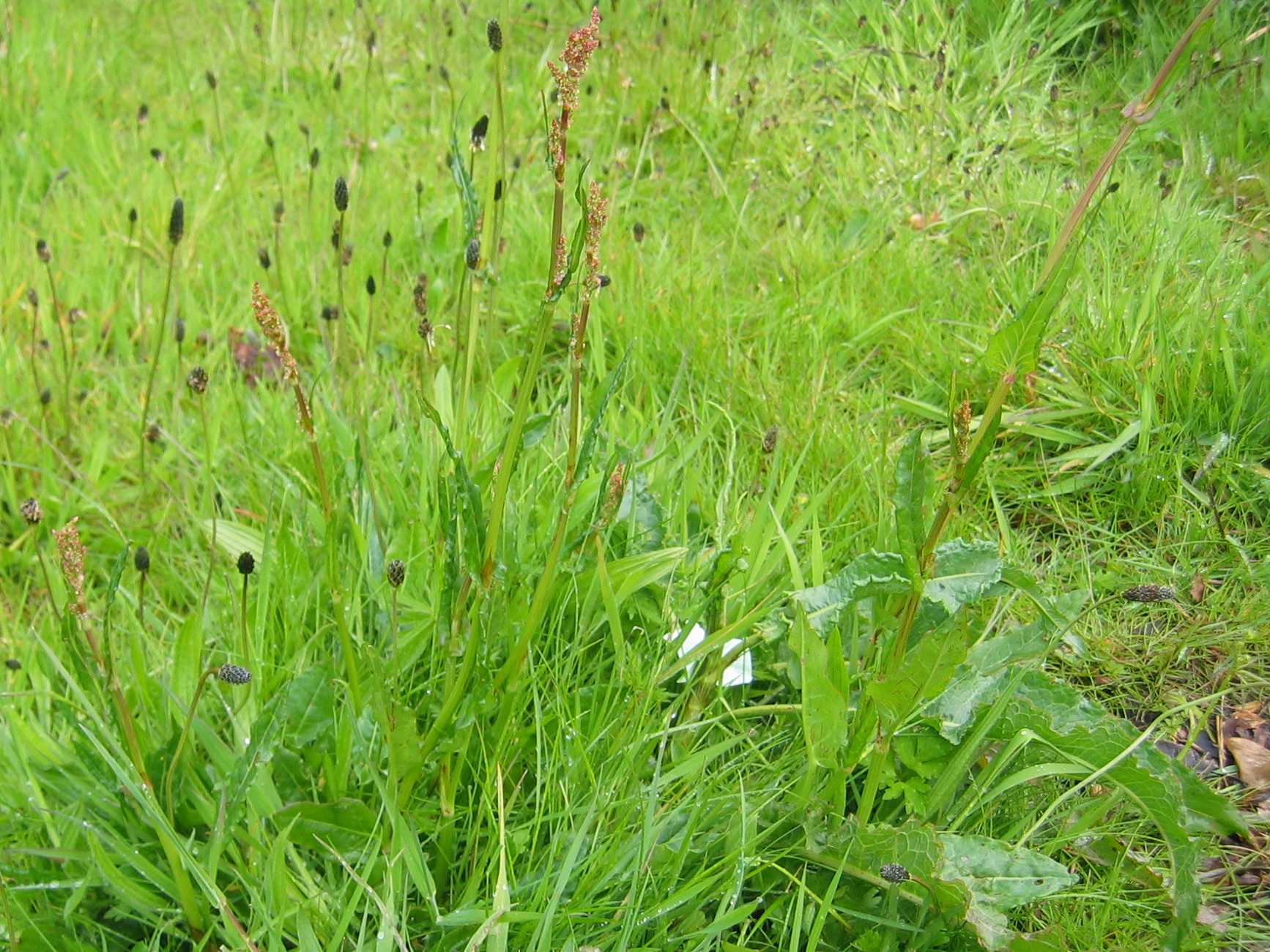 Common Sorrel (base leaves only)
