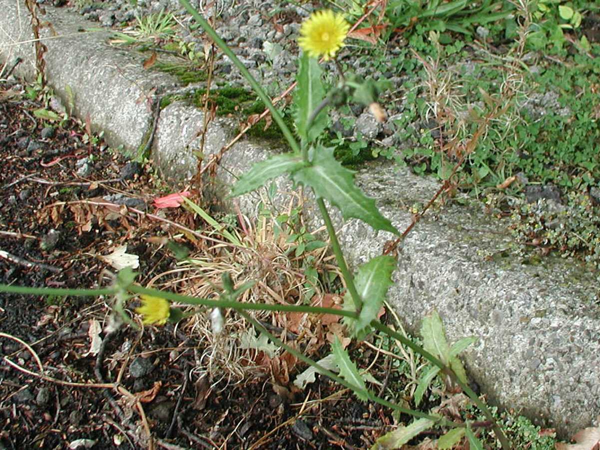 Smooth Sow-Thistle