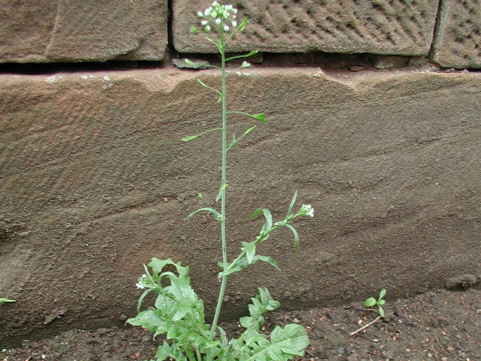 Shepherd's Purse
