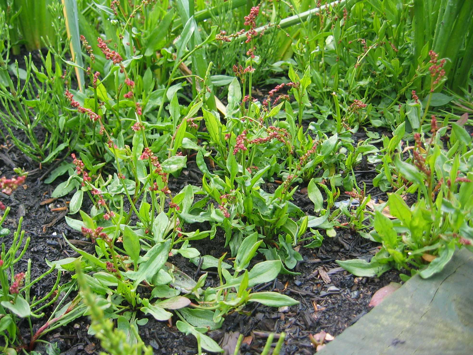 Sheep's Sorrel