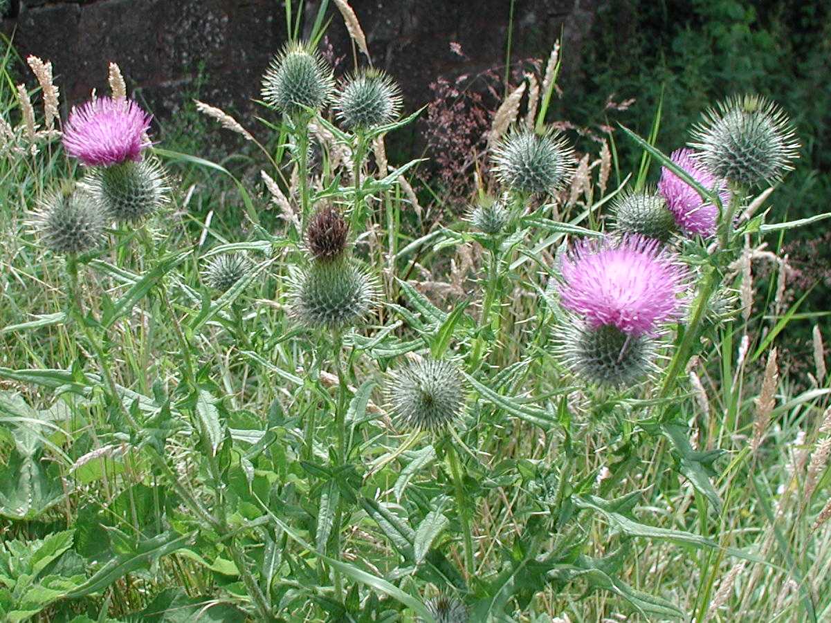 Spear Thistle