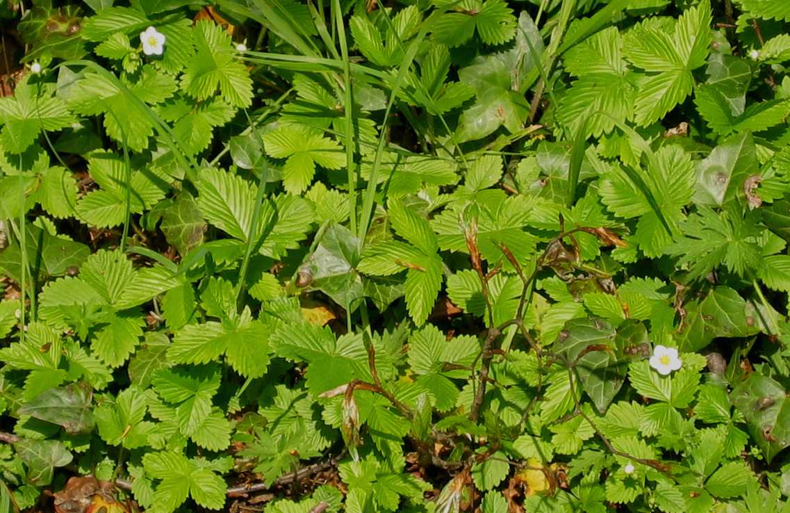 Wild Strawberry