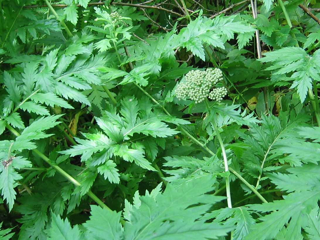 Tansy Daisy (in bud)