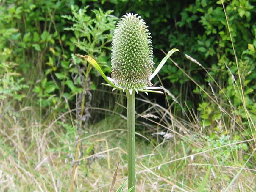 Teasel