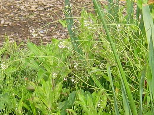 Thale Cress
