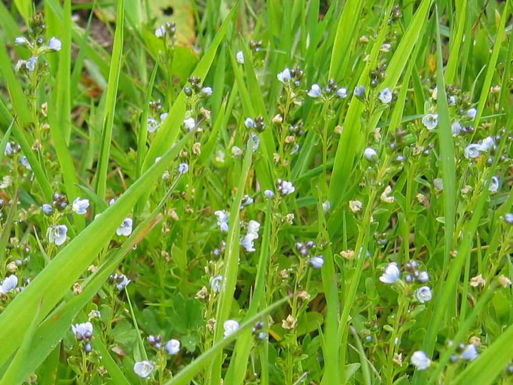 Thyme-Leaved Speedwell
