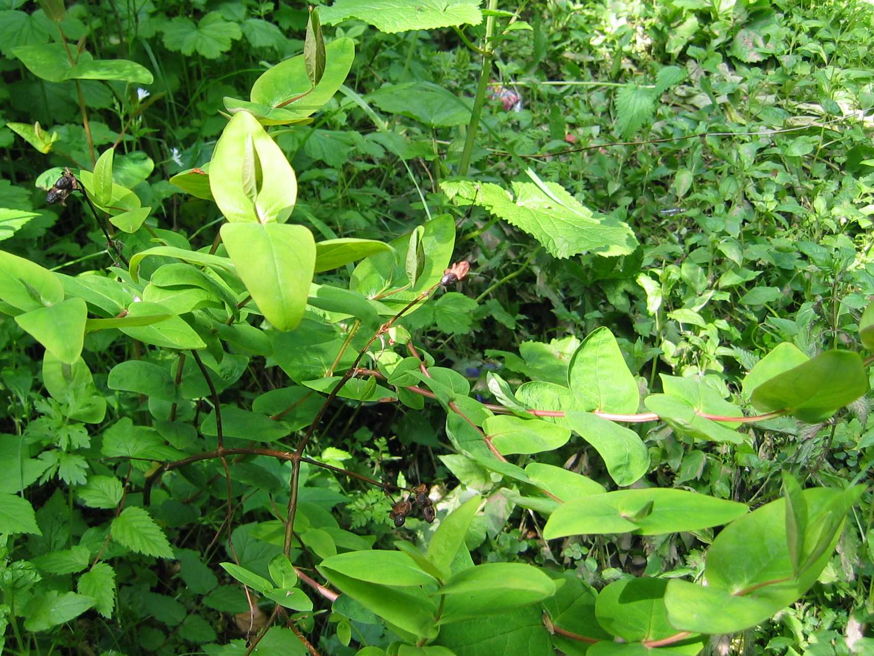 Tutsan