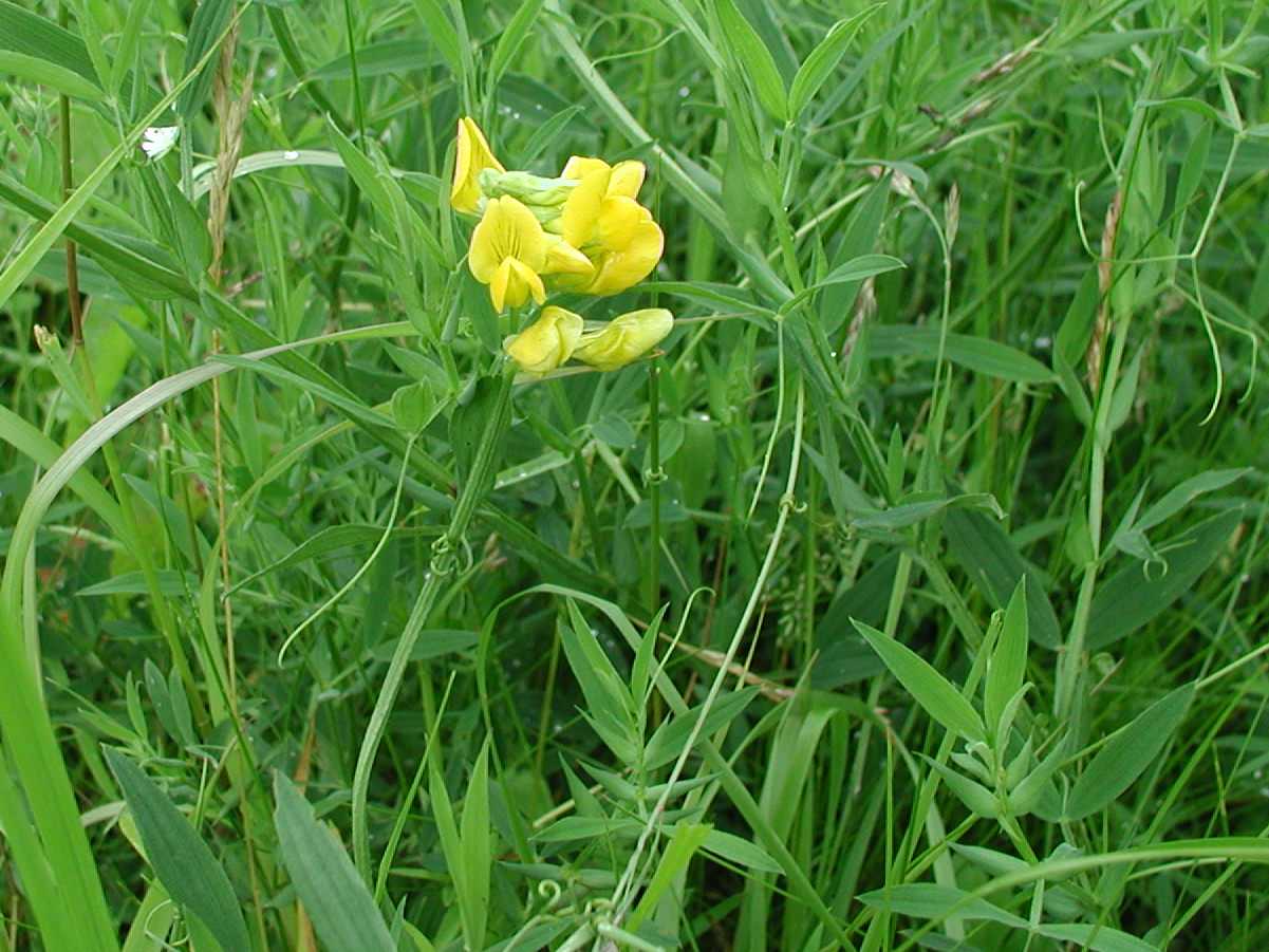 Meadow Vetchling