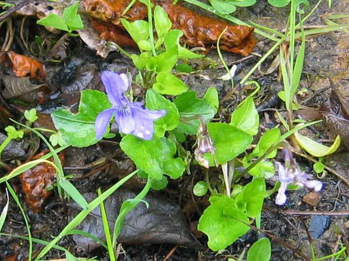 Common Dog Violet