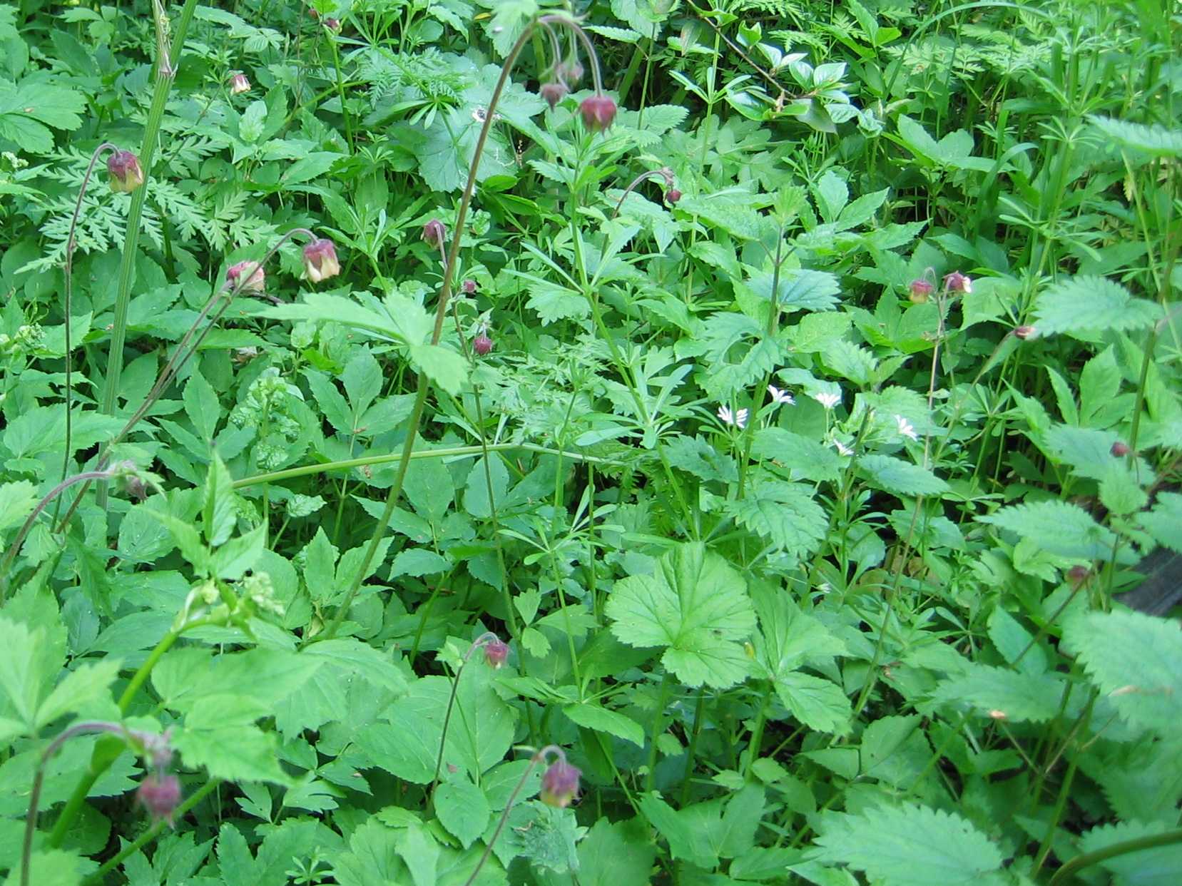 Water Avens